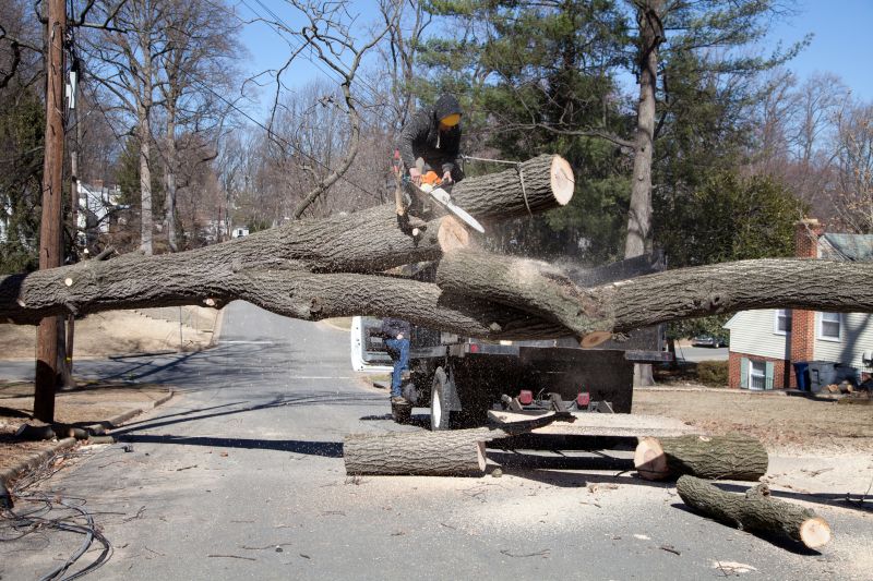 Down Tree Removal