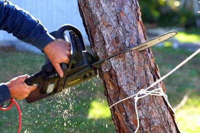 Down Tree Removal