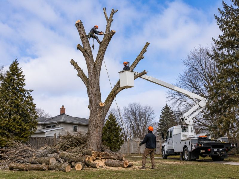 Birch Tree Removal in Aiken, SC
