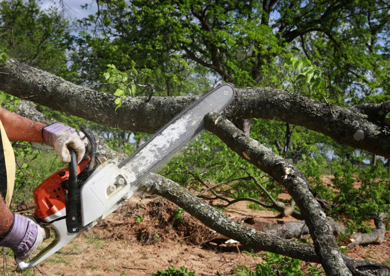 Cypress Tree Removal in Aiken, SC