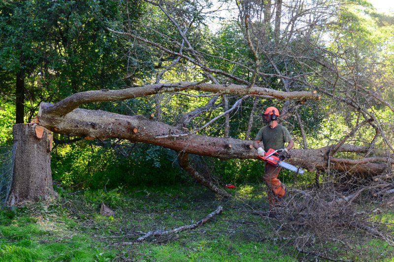 Down Tree Removal