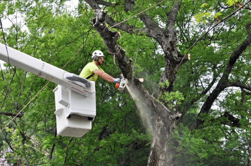 Down Tree Removal