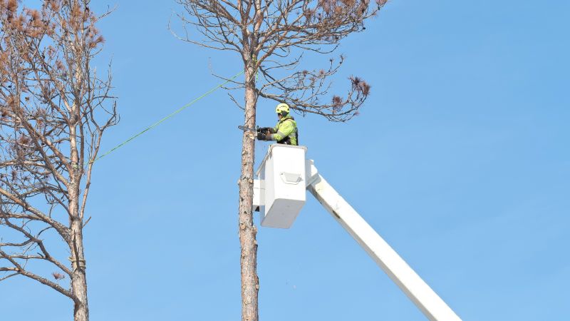 Down Tree Removal