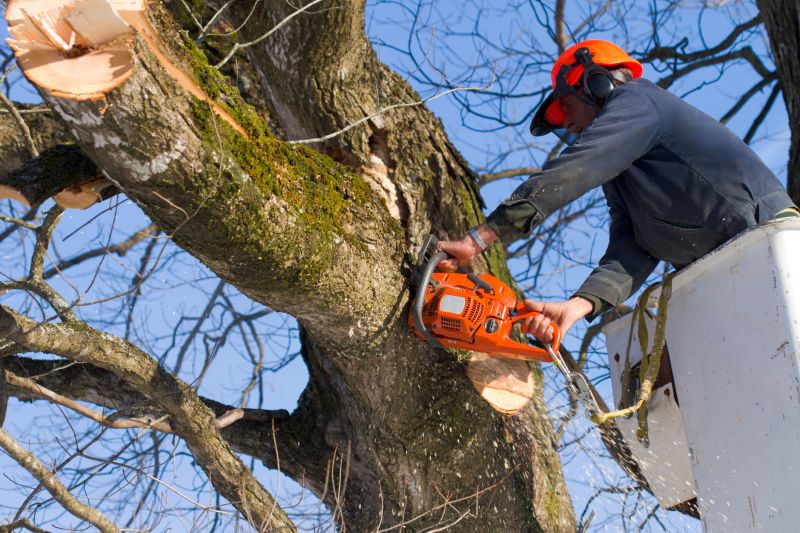 Down Tree Removal