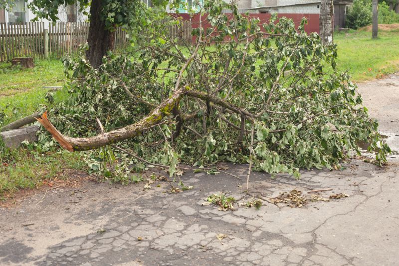 Fallen Tree on Roadway