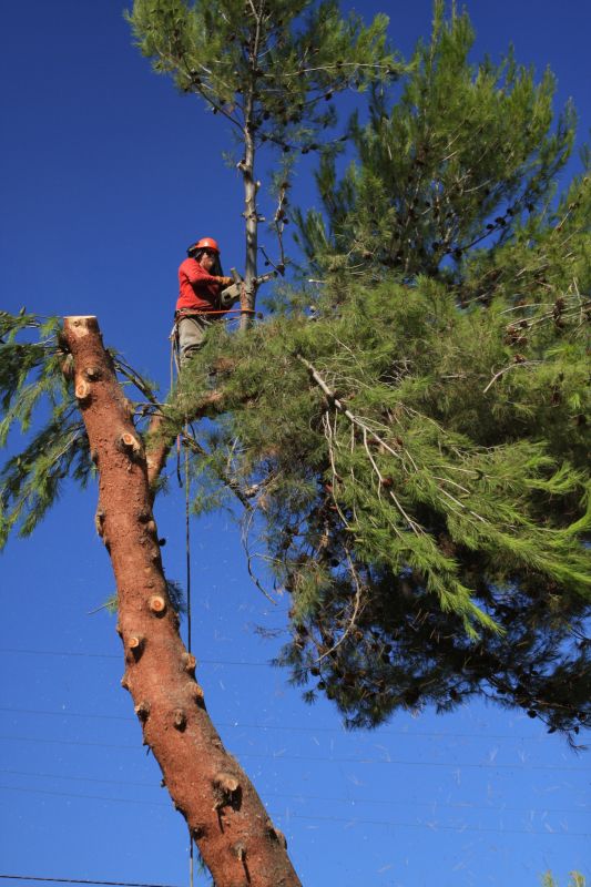 Tree Cutting in Progress