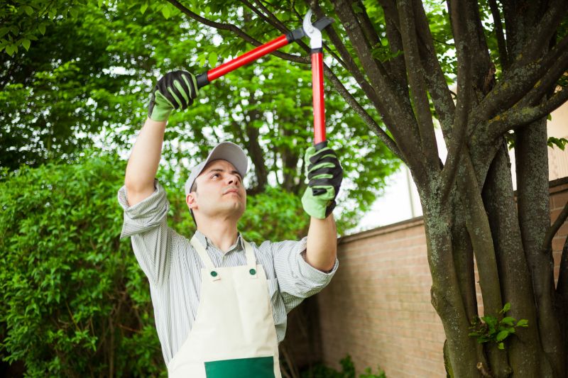 Hickory Tree Trimming in Reno, NV