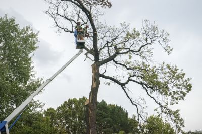 Contact About Down Tree Removal